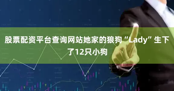 股票配资平台查询网站她家的狼狗“Lady”生下了12只小狗